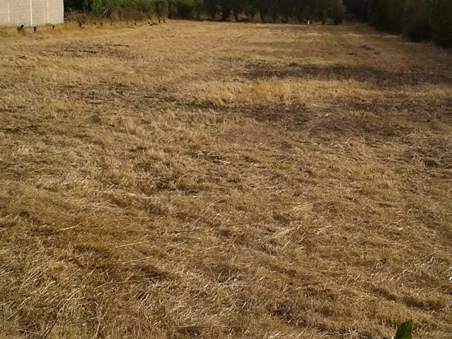 Immagine 1 di Terreno agricolo in vendita  a San Sperate
