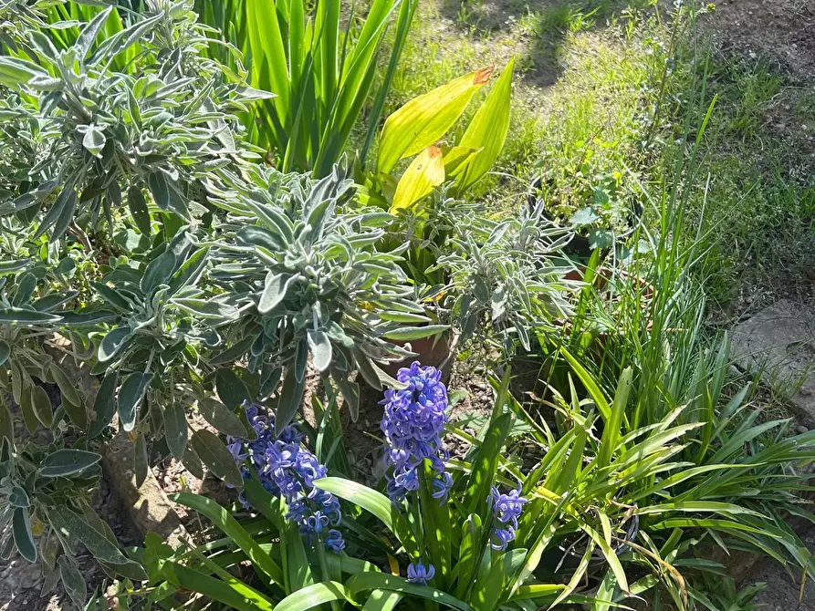 Immagine 15 di Terratetto in vendita  in Via di Rocca Tedalda a Firenze