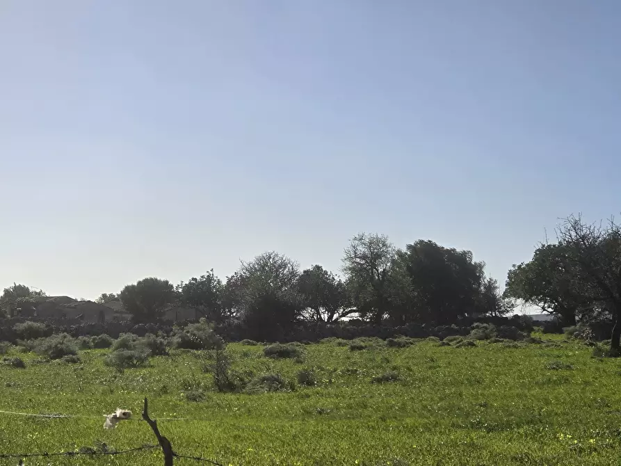 Immagine 14 di Terreno agricolo in vendita  in C.DA CUGNI SNC a Siracusa
