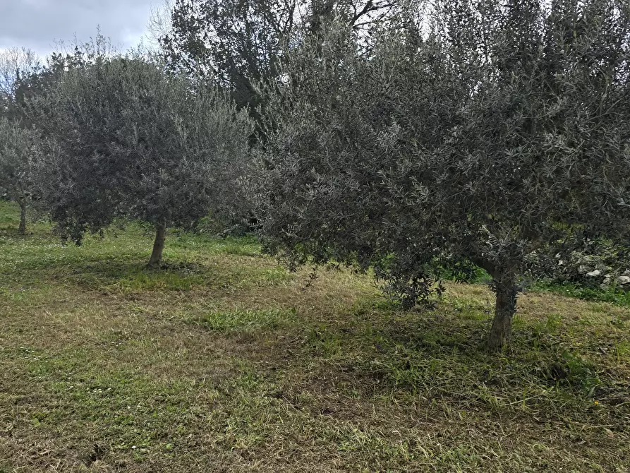Immagine 9 di Terreno agricolo in vendita  in contrada Santa Lucia di Mendola a Noto