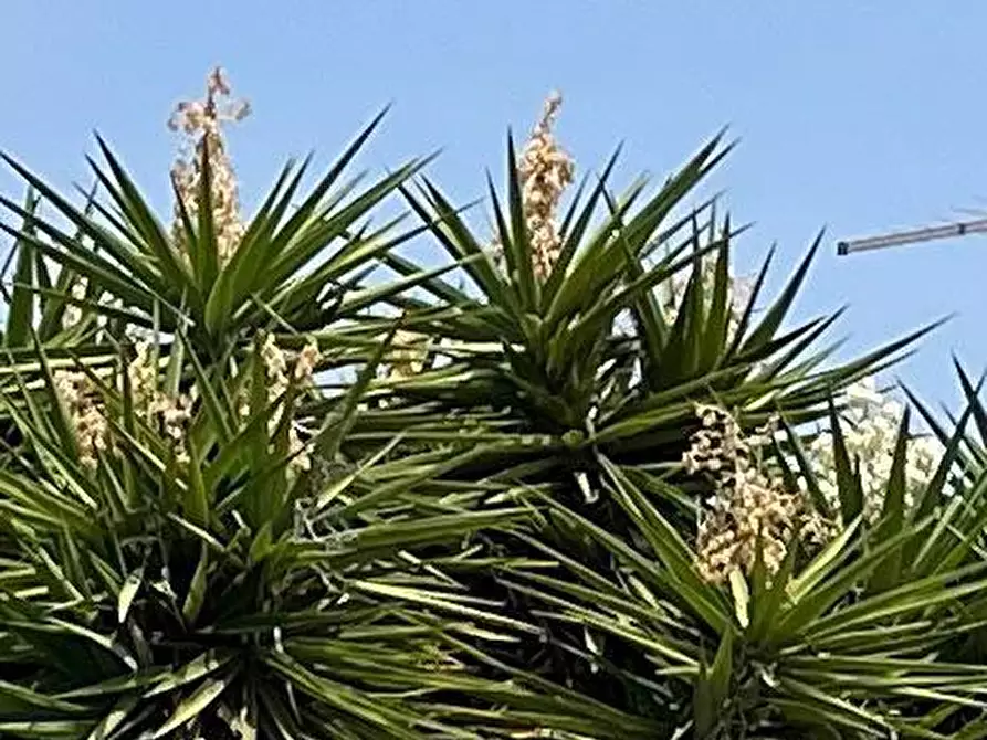 Immagine 19 di Villa in vendita  in Via Lago di Como a Siracusa