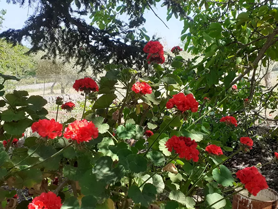 Immagine 16 di Rustico / casale in vendita  in Strada Provinciale 24 21 a Noto