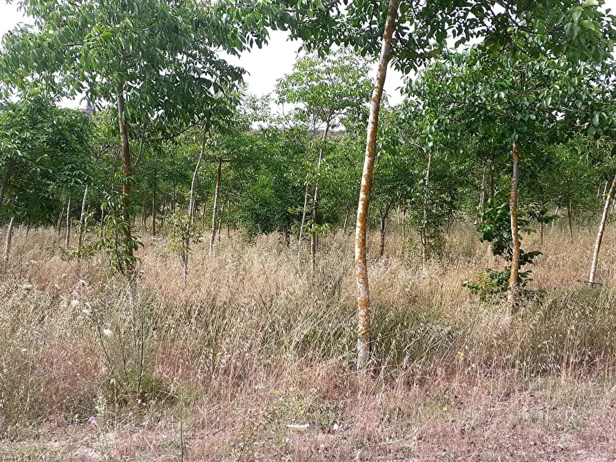 Immagine 15 di Terreno agricolo in vendita  in Strada Provinciale 14 5 a Noto