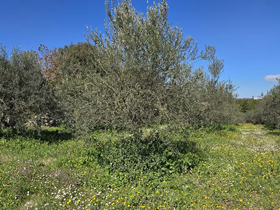 Immagine 2 di Terreno agricolo in vendita  in contrada Santa Lucia di Mendola a Noto