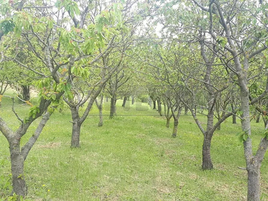 Immagine 23 di Terreno agricolo in vendita  a Castegnero