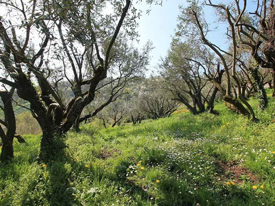 Immagine 11 di Rustico / casale in vendita  in Via San Nicolò 7 a Montorso Vicentino