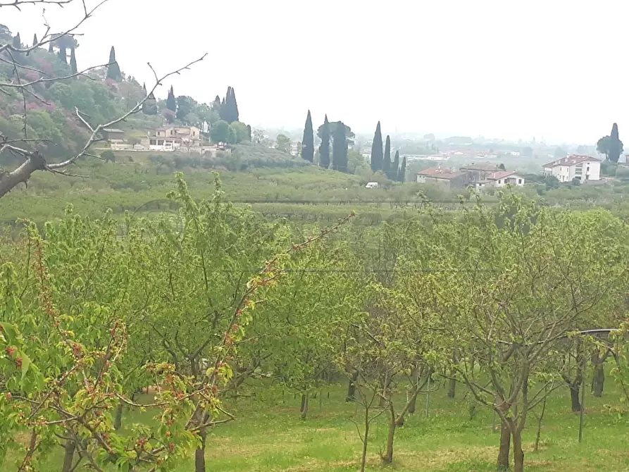Immagine 16 di Terreno agricolo in vendita  a Castegnero