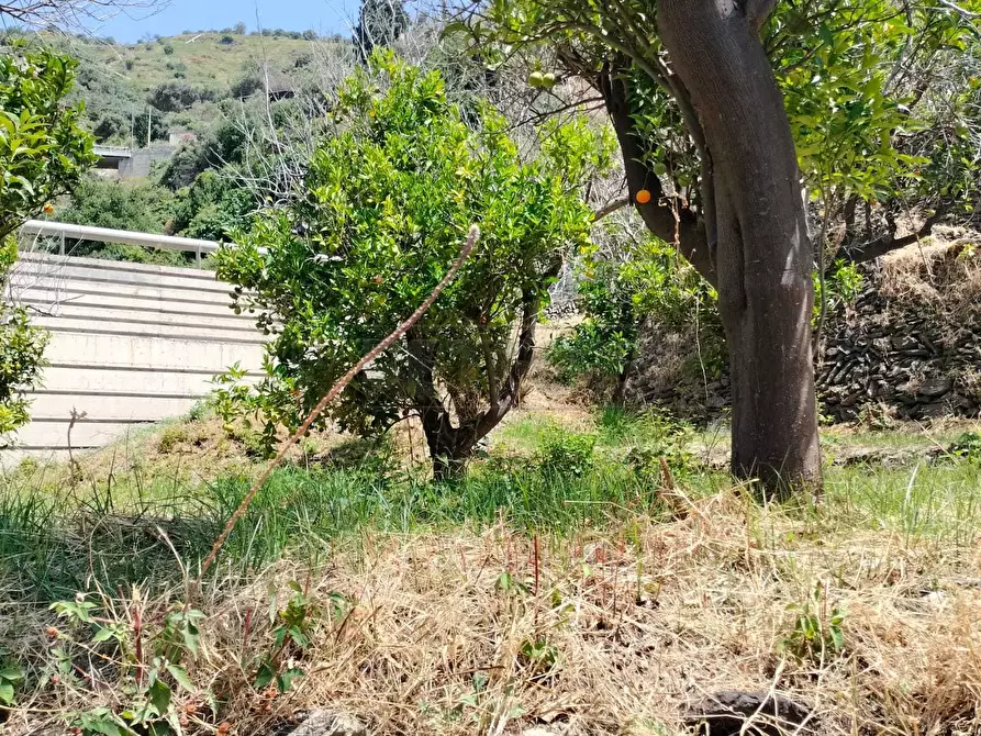 Immagine 4 di Terreno agricolo in vendita  in Vico Trave in Giampilieri Superiore 15 a Messina
