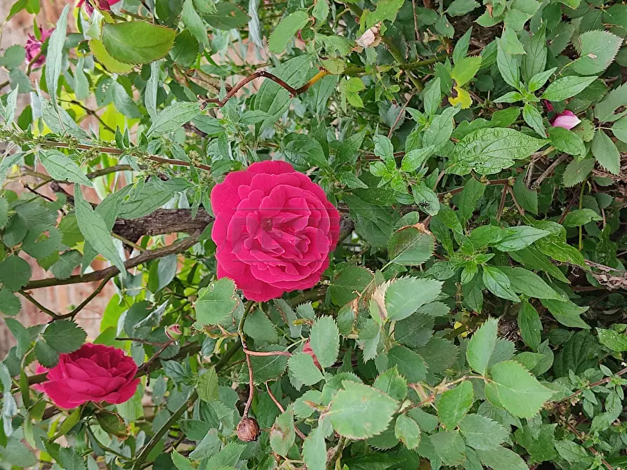Immagine 8 di Rustico / casale in vendita  in Via Bagnarolo a Gadesco Pieve Delmona