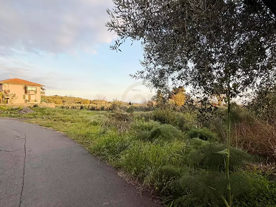 Immagine 3 di Terreno agricolo in vendita  a Mascalucia