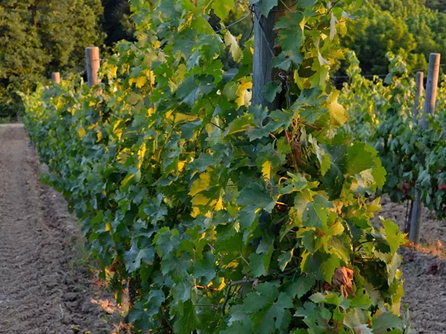 Immagine 29 di Rustico / casale in vendita  in via di san martino a Lucca