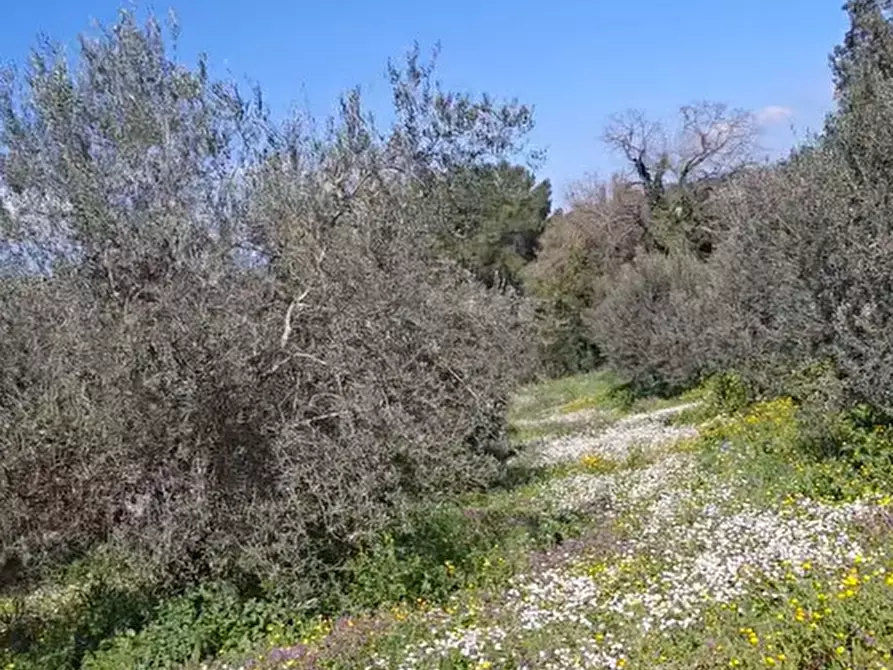 Immagine 22 di Terreno agricolo in vendita  in contrada Santa Lucia di Mendola a Noto