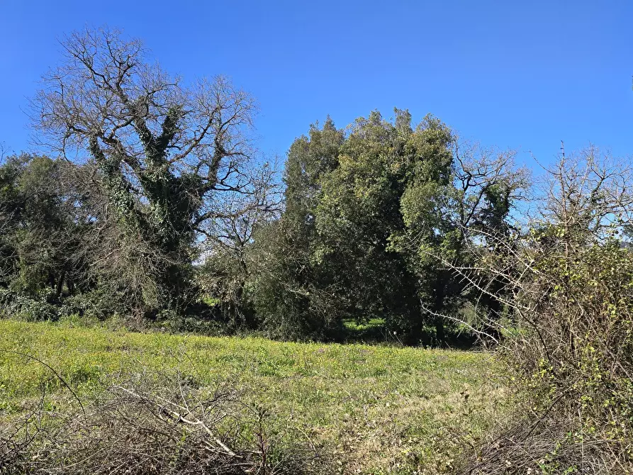 Immagine 4 di Terreno agricolo in vendita  in contrada Santa Lucia di Mendola a Noto