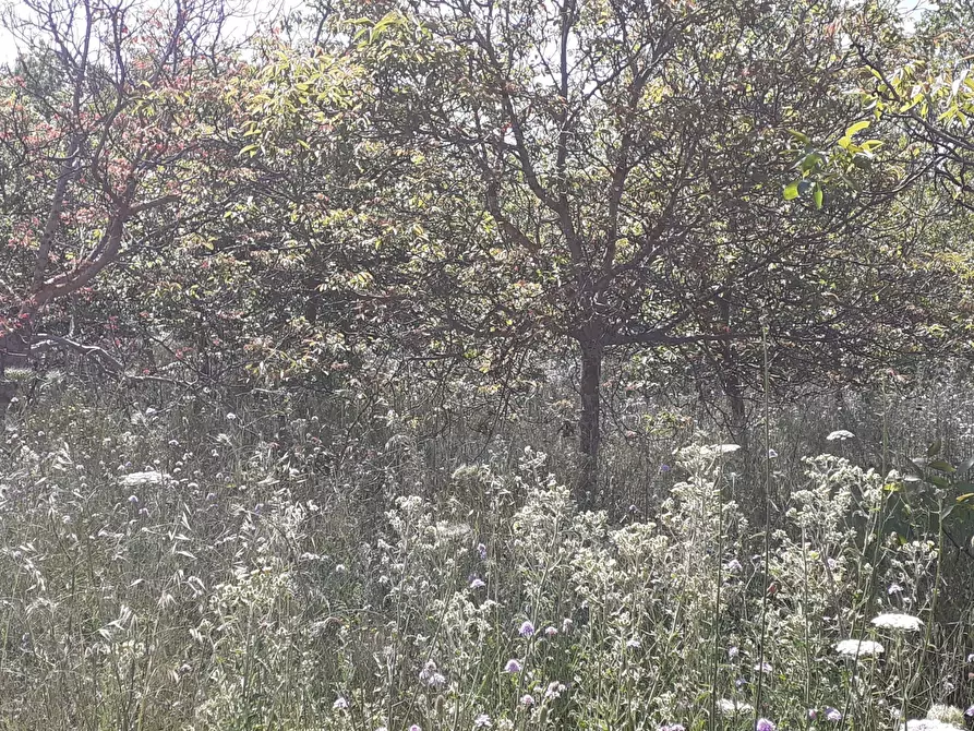 Immagine 11 di Terreno agricolo in vendita  in Strada Statale 287 a Noto