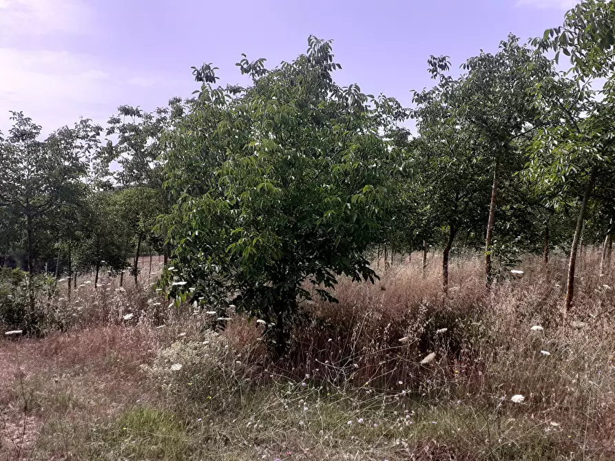 Immagine 16 di Terreno agricolo in vendita  in Strada Provinciale 14 5 a Noto