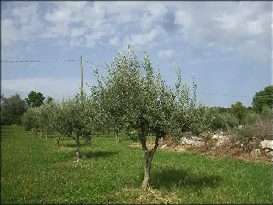 Immagine 7 di Terreno agricolo in vendita  a Palazzolo Acreide