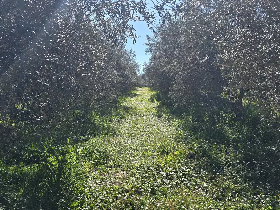 Immagine 25 di Terreno agricolo in vendita  in contrada Santa Lucia di Mendola a Noto