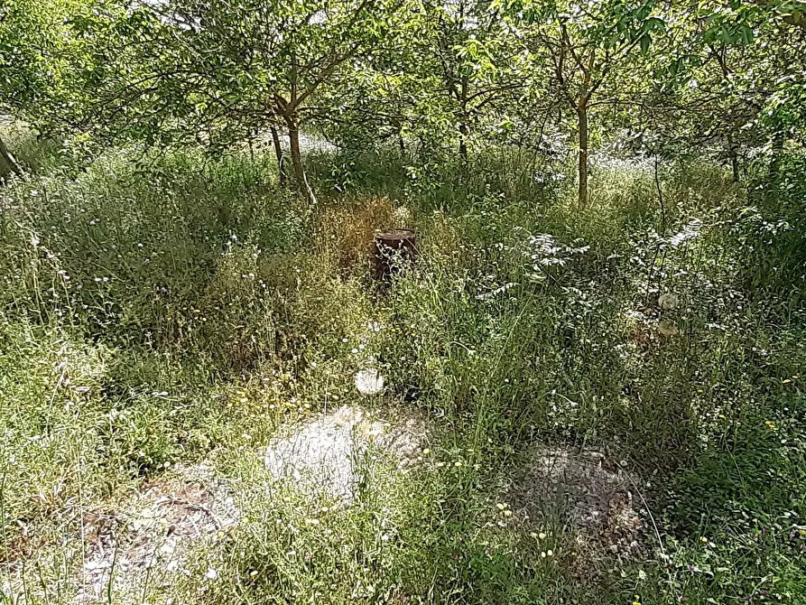 Immagine 34 di Terreno agricolo in vendita  in Strada Statale 287 a Noto