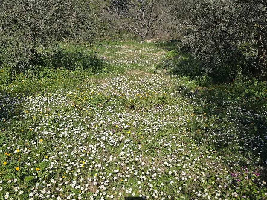 Immagine 18 di Terreno agricolo in vendita  in contrada Santa Lucia di Mendola a Noto