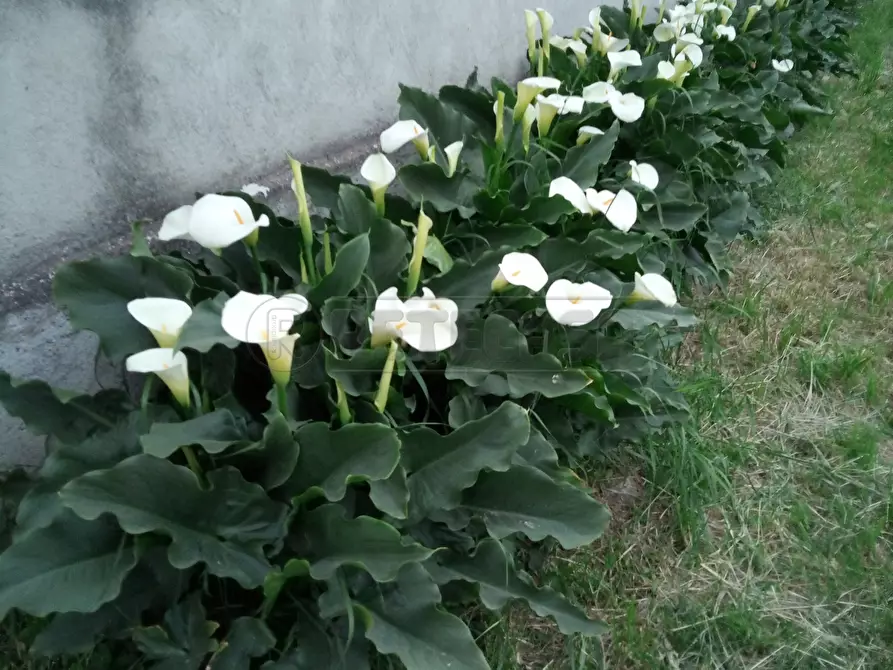 Immagine 6 di Rustico / casale in vendita  in Via Bagnarolo a Gadesco Pieve Delmona