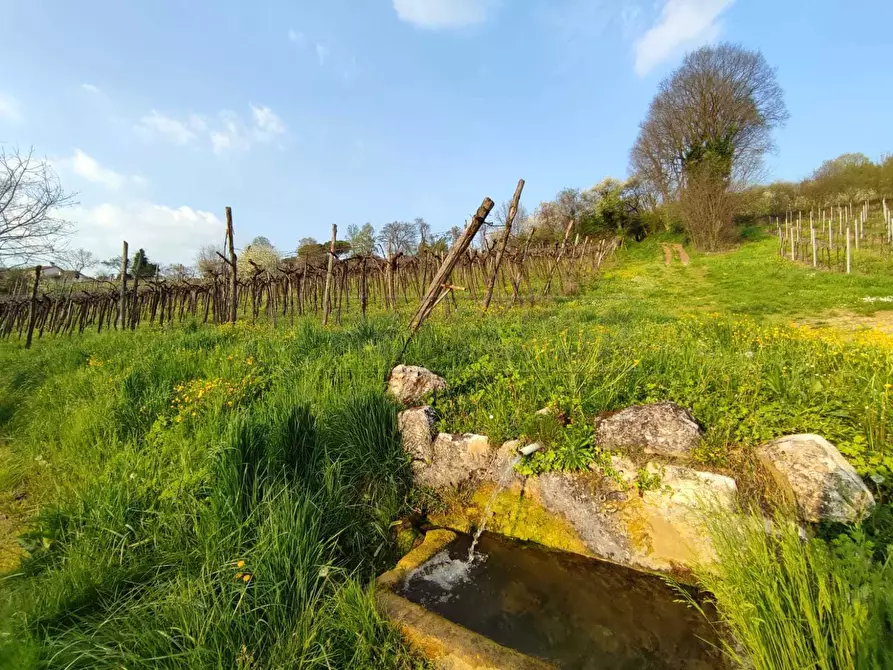 Immagine 3 di Terreno agricolo in vendita  a Brendola
