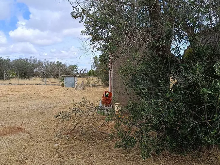 Immagine 6 di Terreno agricolo in vendita  a Corigliano D'otranto