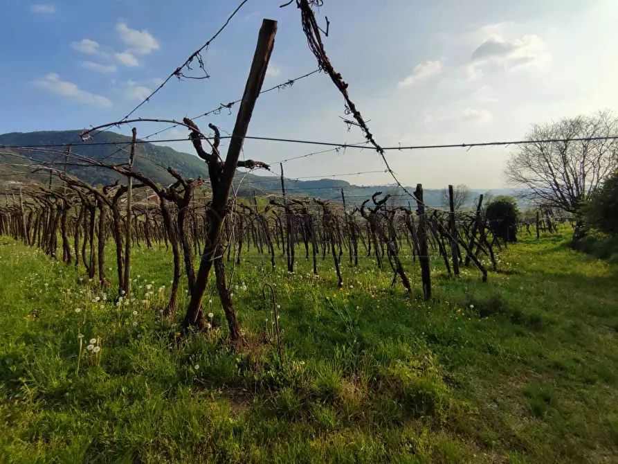 Immagine 4 di Terreno agricolo in vendita  a Brendola
