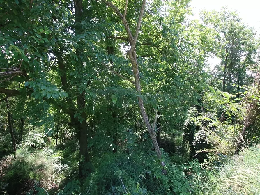 Immagine 9 di Terreno agricolo in vendita  in Via Castellaro a Castegnero