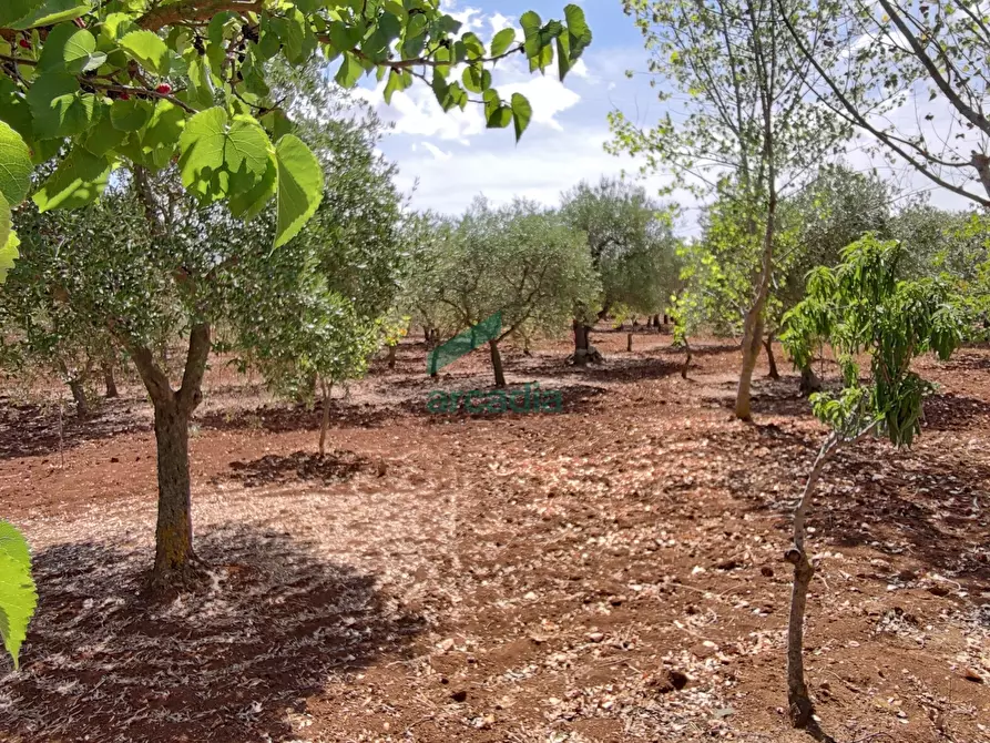 Immagine 39 di Rustico / casale in vendita  in Contrada Gorgofreddo 284 a Monopoli