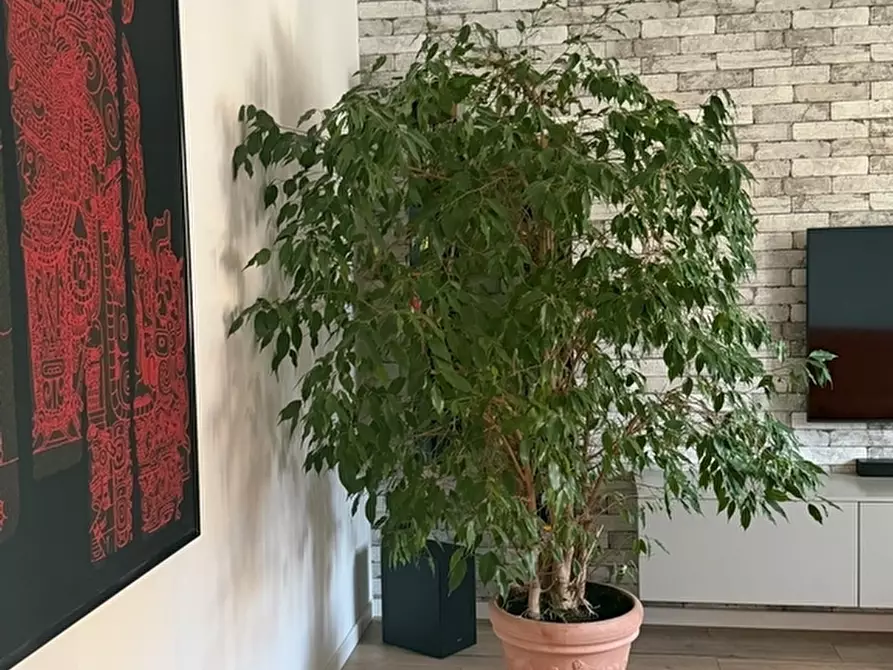 Immagine 21 di Casa trifamiliare in vendita  in Via Torino a Collecchio