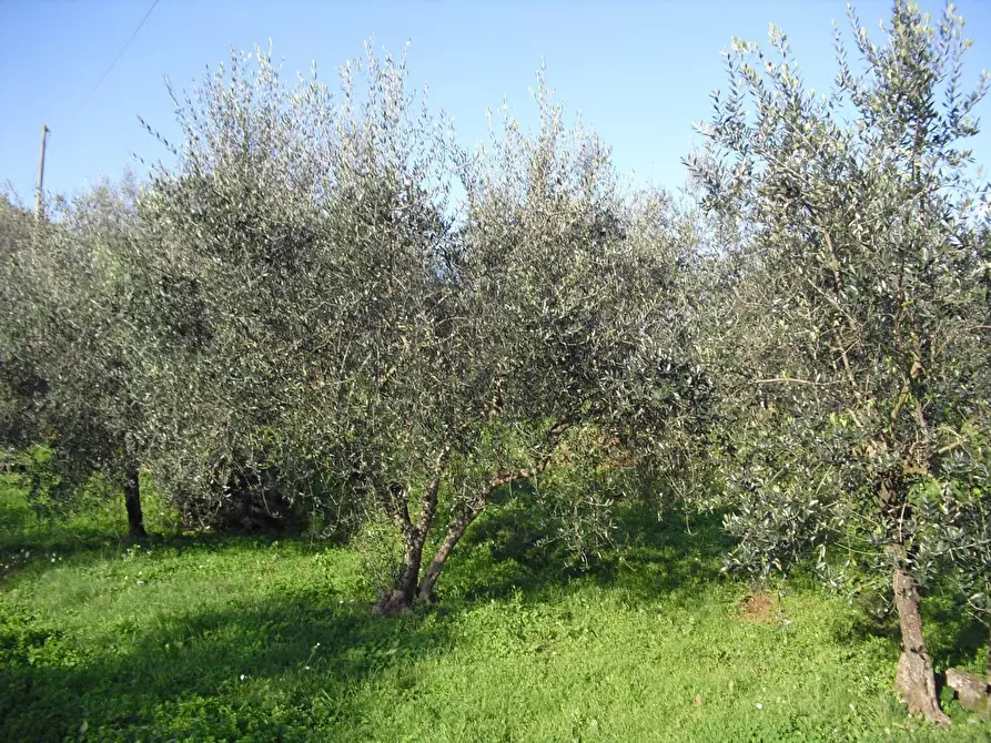 Immagine 12 di Rustico / casale in vendita  in Via di Villa Gaia 508 a Lucca