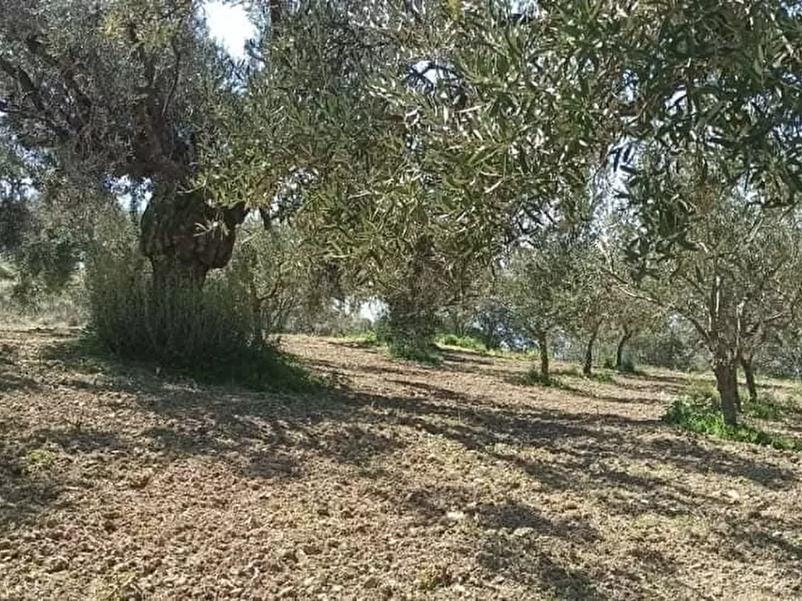 Immagine 10 di Terreno agricolo in vendita  a Motta San Giovanni