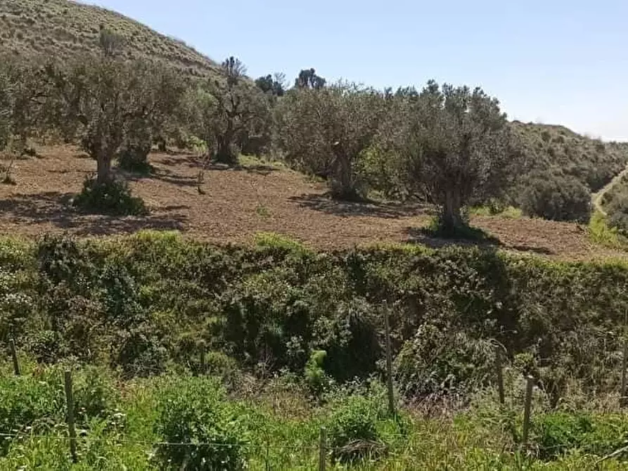 Immagine 2 di Terreno agricolo in vendita  a Motta San Giovanni