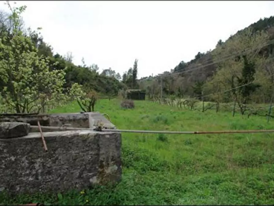 Immagine 7 di Terreno agricolo in vendita  a Fosdinovo