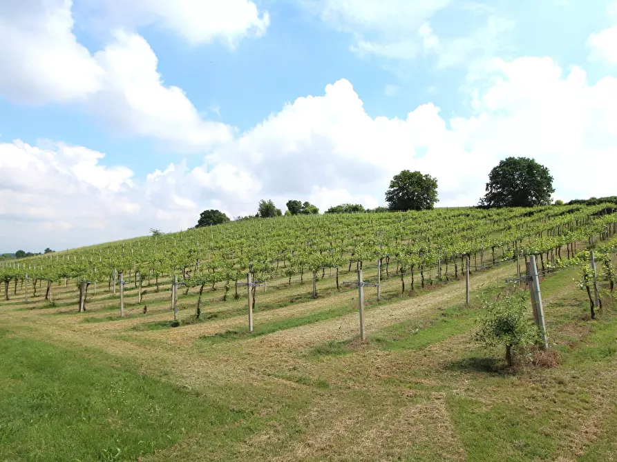 Immagine 4 di Terreno agricolo in vendita  in Via San Francesco a Valsamoggia