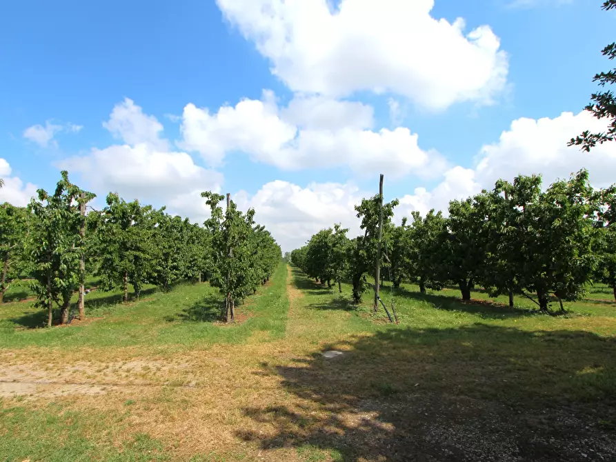 Immagine 12 di Terreno agricolo in vendita  in Via San Francesco a Valsamoggia
