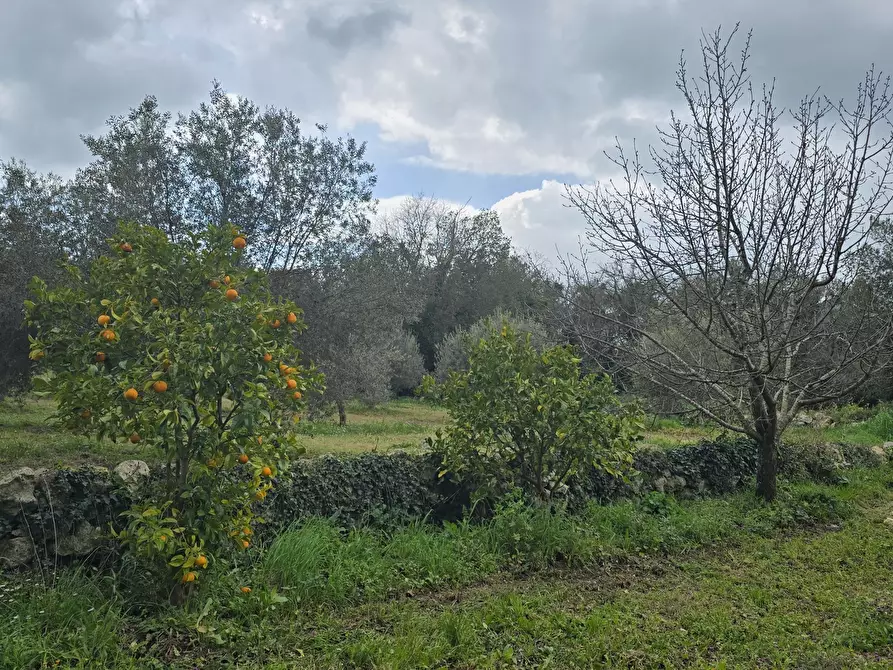 Immagine 5 di Terreno agricolo in vendita  in contrada Santa Lucia di Mendola a Noto