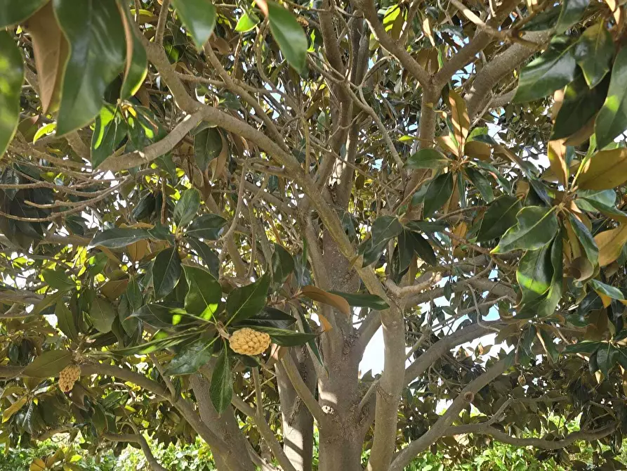 Immagine 39 di Villa in vendita  in VIA FILICUDI 34 a Siracusa