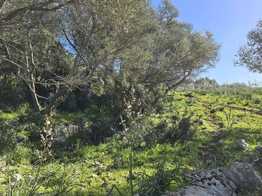 Immagine 9 di Terreno agricolo in vendita  in C.DA CUGNI SNC a Siracusa