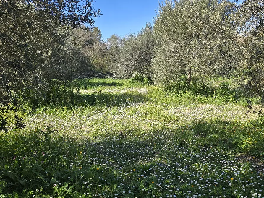 Immagine 14 di Terreno agricolo in vendita  in contrada Santa Lucia di Mendola a Noto