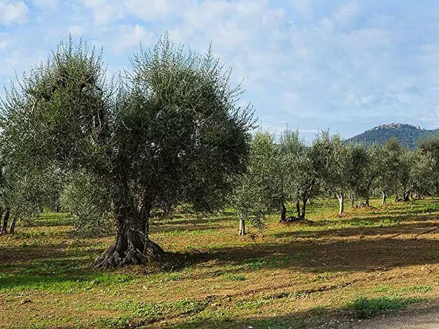 Immagine 18 di Terreno agricolo in vendita  in Corso Vittorio Emanuele 81 a Floridia