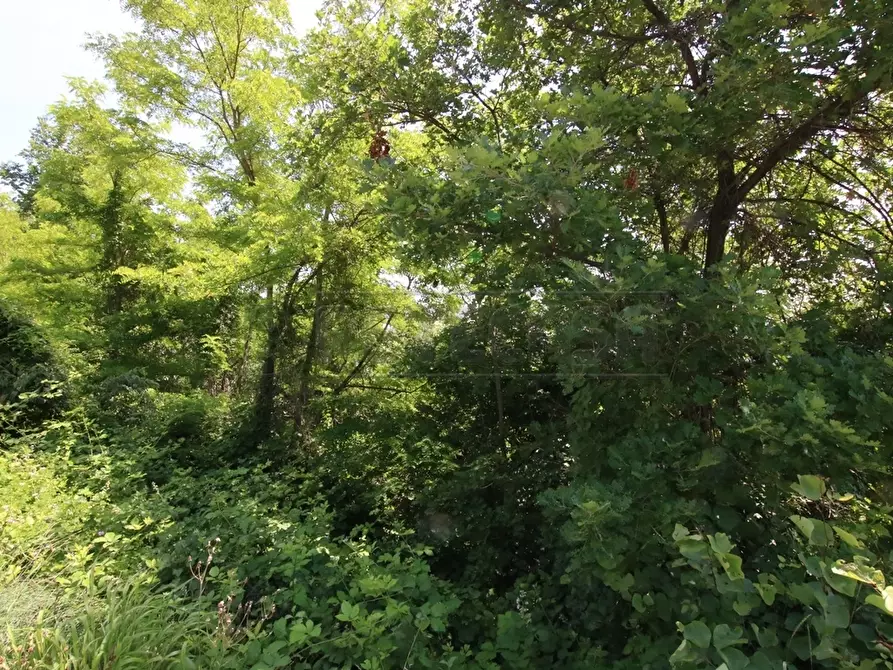 Immagine 7 di Terreno agricolo in vendita  in Via Castellaro a Castegnero