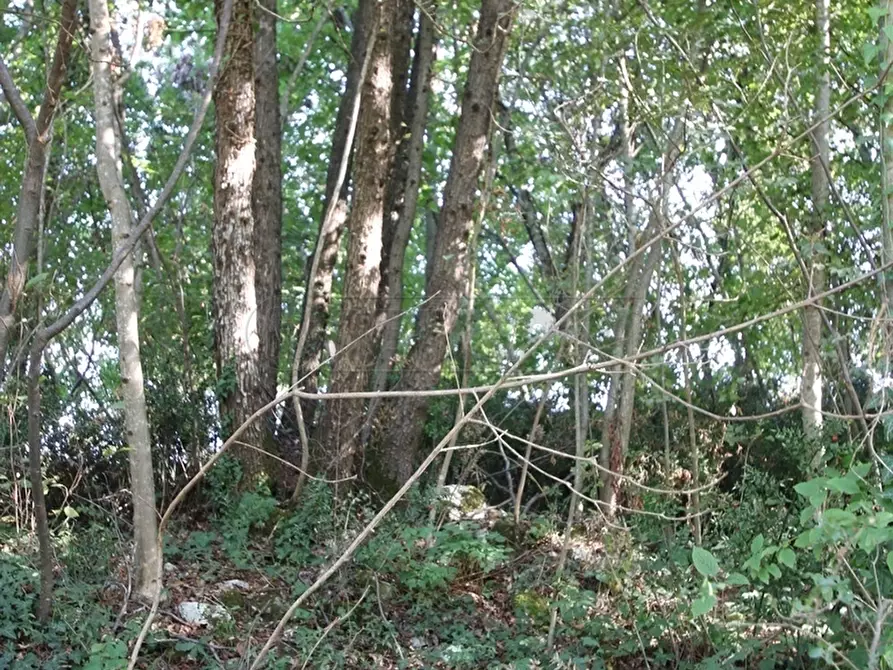 Immagine 27 di Terreno agricolo in vendita  a Arcugnano