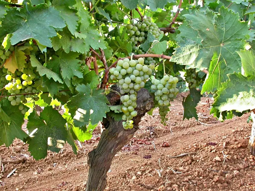 Immagine 1 di Terreno agricolo in vendita  a Castelvetrano