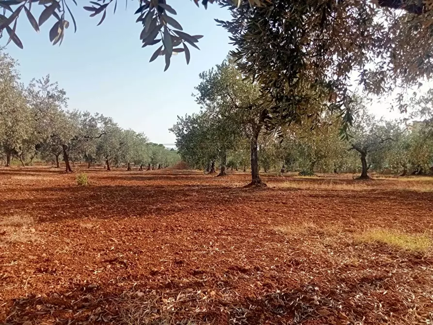 Immagine 1 di Terreno agricolo in vendita  a Castelvetrano