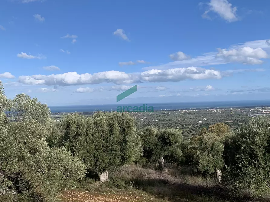 Immagine 7 di Rustico / casale in vendita  in Contrada Torchiano a Monopoli