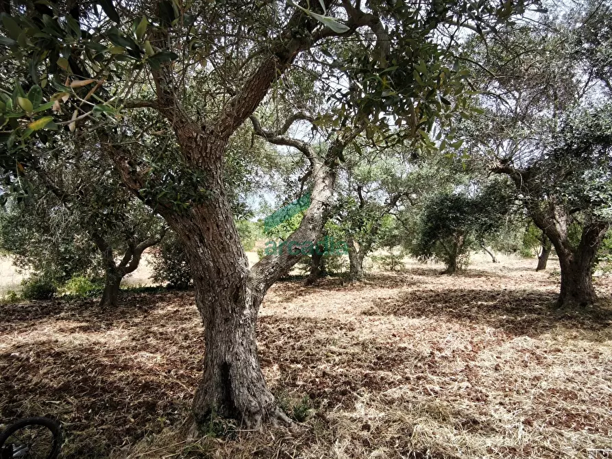 Immagine 27 di Villa in vendita  in KM 42 761 a Locorotondo