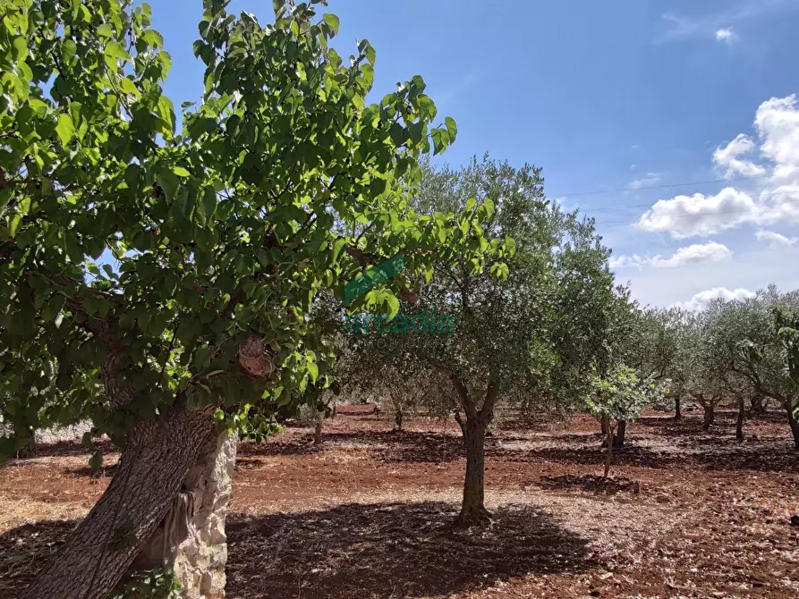 Immagine 44 di Rustico / casale in vendita  in Contrada Gorgofreddo 284 a Monopoli