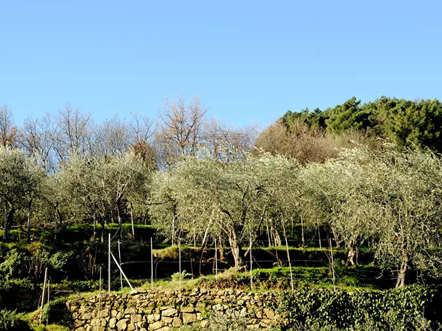 Immagine 35 di Rustico / casale in vendita  in Strada Senza Nome 5 a Pescia