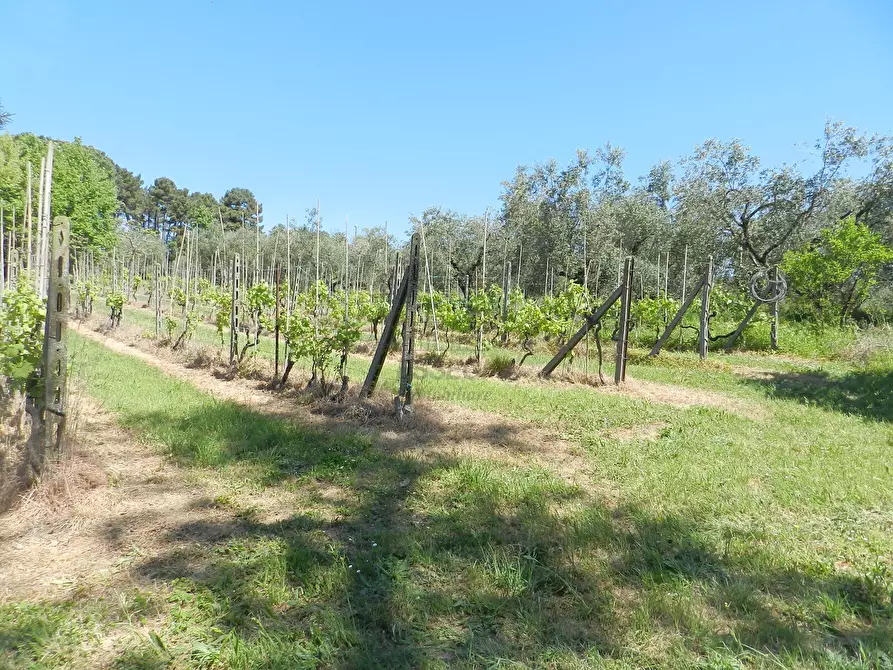Immagine 23 di Rustico / casale in vendita  in Via del Marginone a Montecarlo